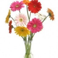 One Dozen Gerbera Daisies Arranged in a Vase