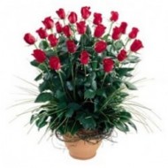 Arrangement of 50 roses to Ecuador