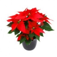 Christmas Flower