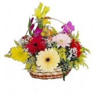 Gerberas and more