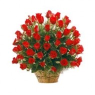 Mas de 70 rosas