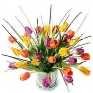 Tulips
