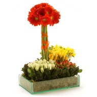 Bright of Spring