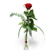 Single rose