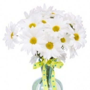 White Daisies