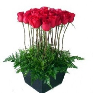 Roses garden