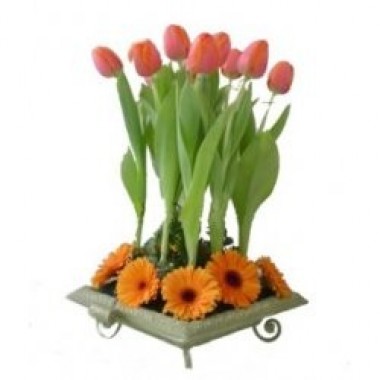 Tulips and gerberas