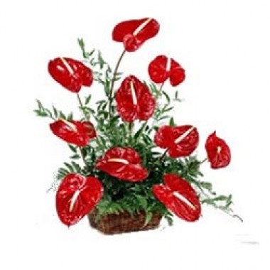 Arrangement of tropical plants