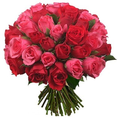 36 red and pink Roses