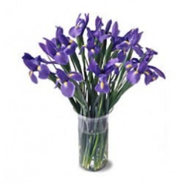 Arrangement of iris
