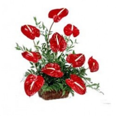 Plant of anturios