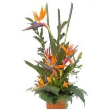 Birds of Paradise
