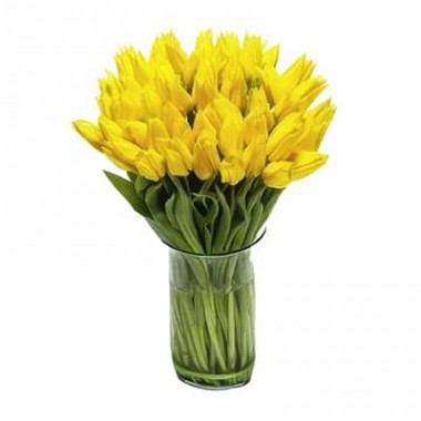 Yellow Tulips