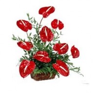 Arrangement of tropical plants